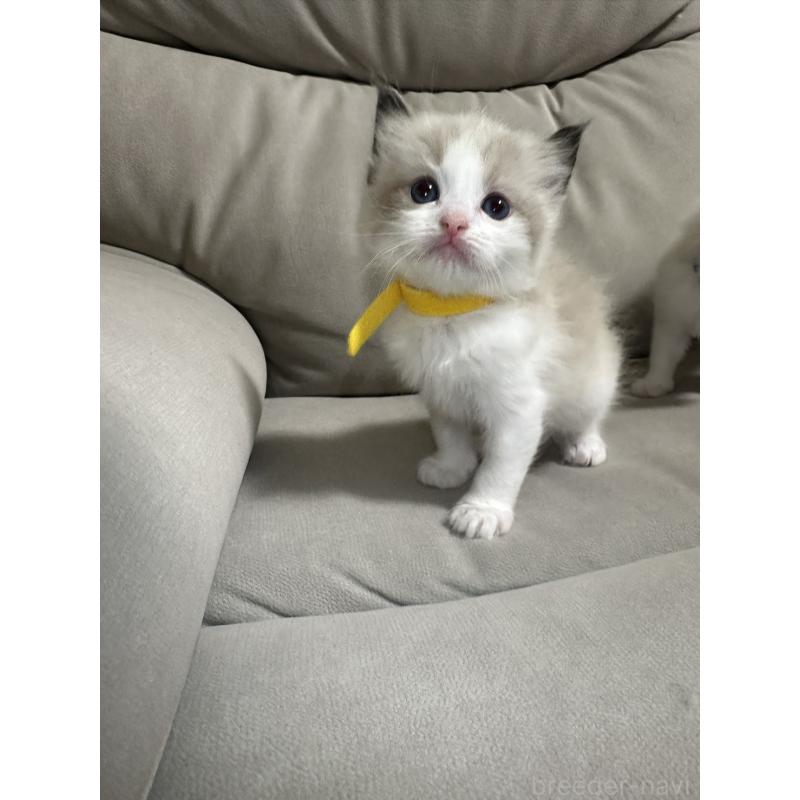 販売中の大阪府のラグドール-134008の5枚目