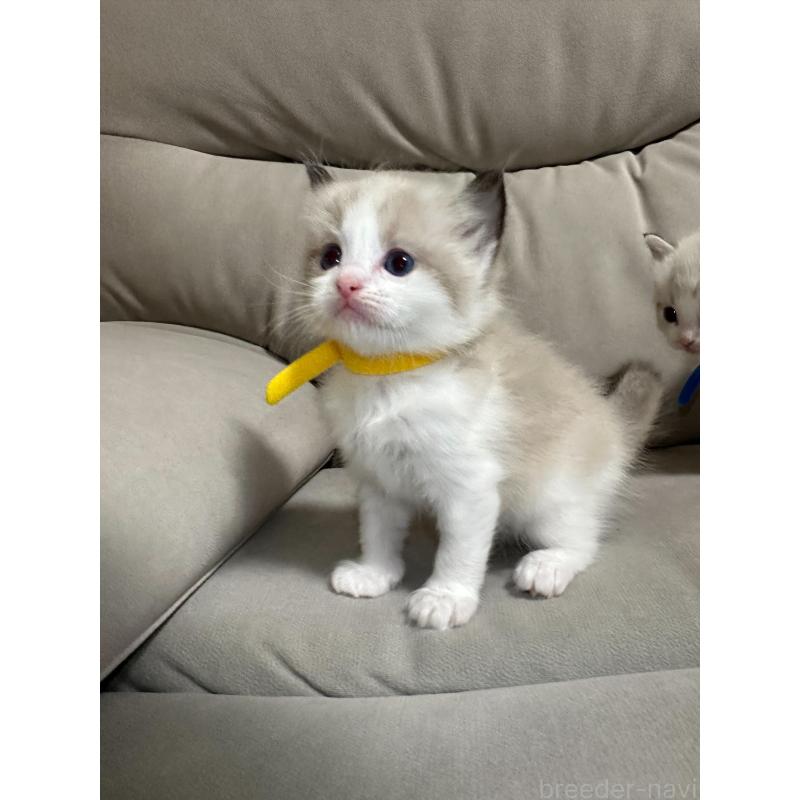 販売中の大阪府のラグドール-134008の4枚目