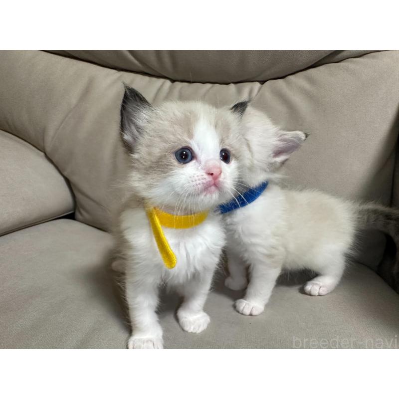 販売中の大阪府のラグドール-134008の3枚目