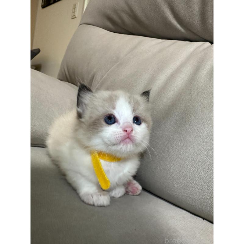 販売中の大阪府のラグドール-134008の2枚目