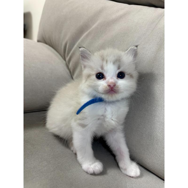 販売中の大阪府のラグドール-134009の16枚目