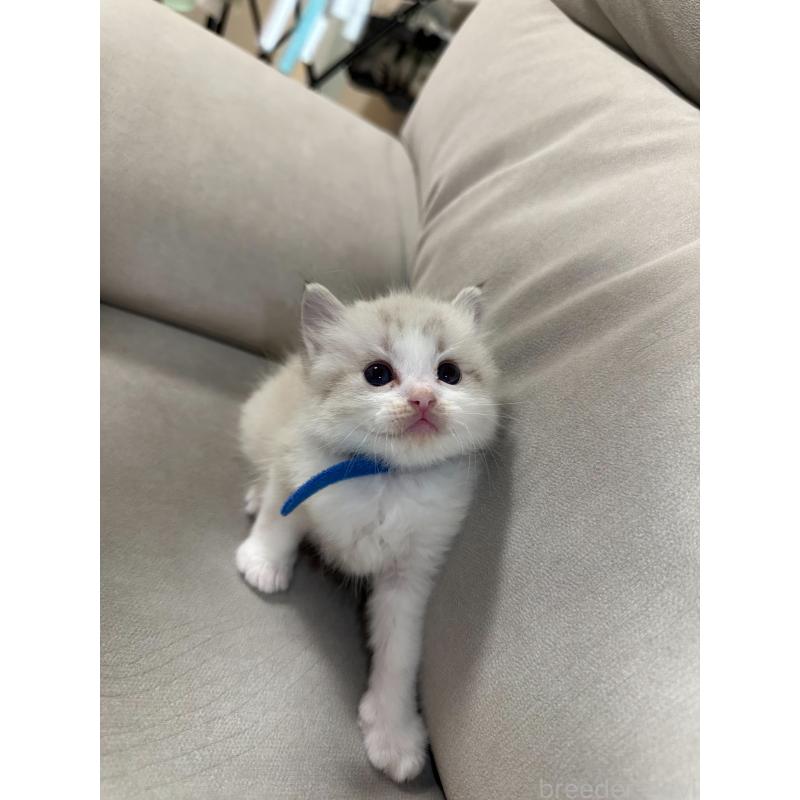 販売中の大阪府のラグドール-134009の15枚目