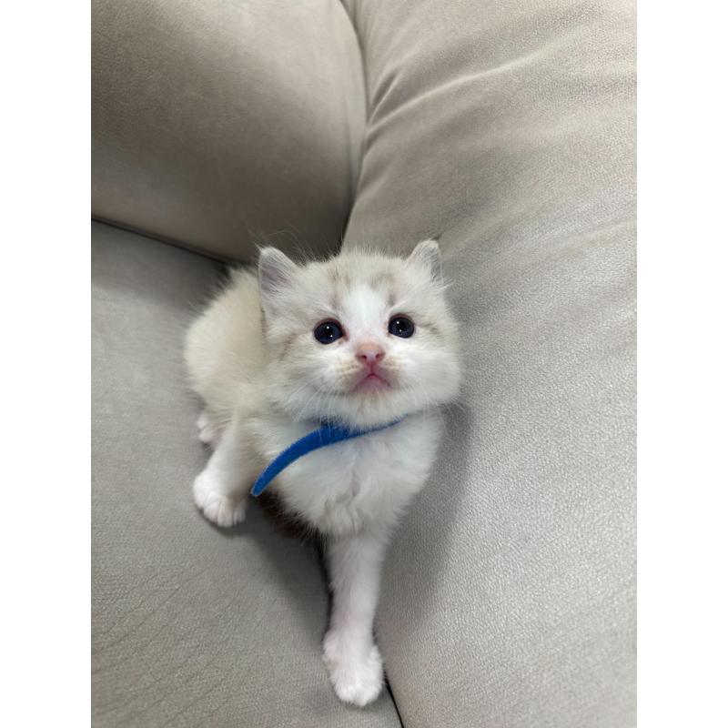 販売中の大阪府のラグドール-134009の14枚目