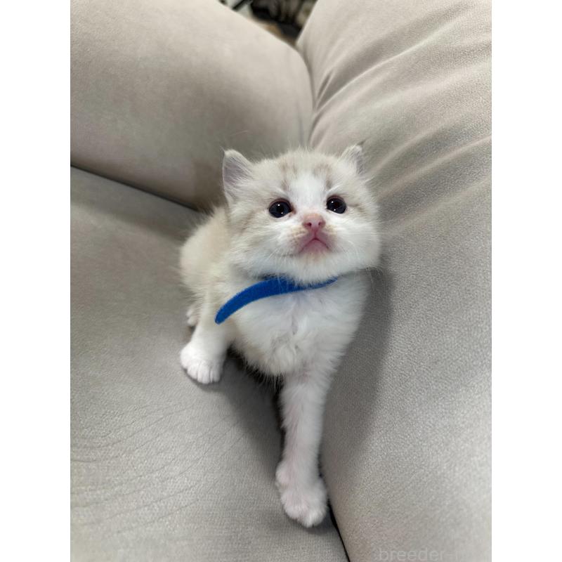 販売中の大阪府のラグドール-134009の13枚目