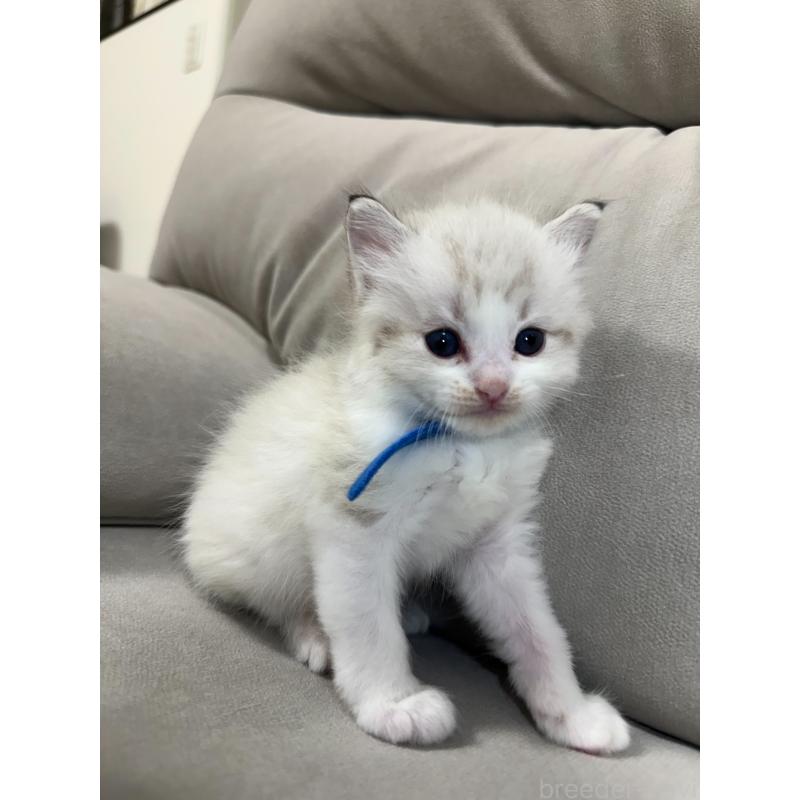 販売中の大阪府のラグドール-134009の12枚目