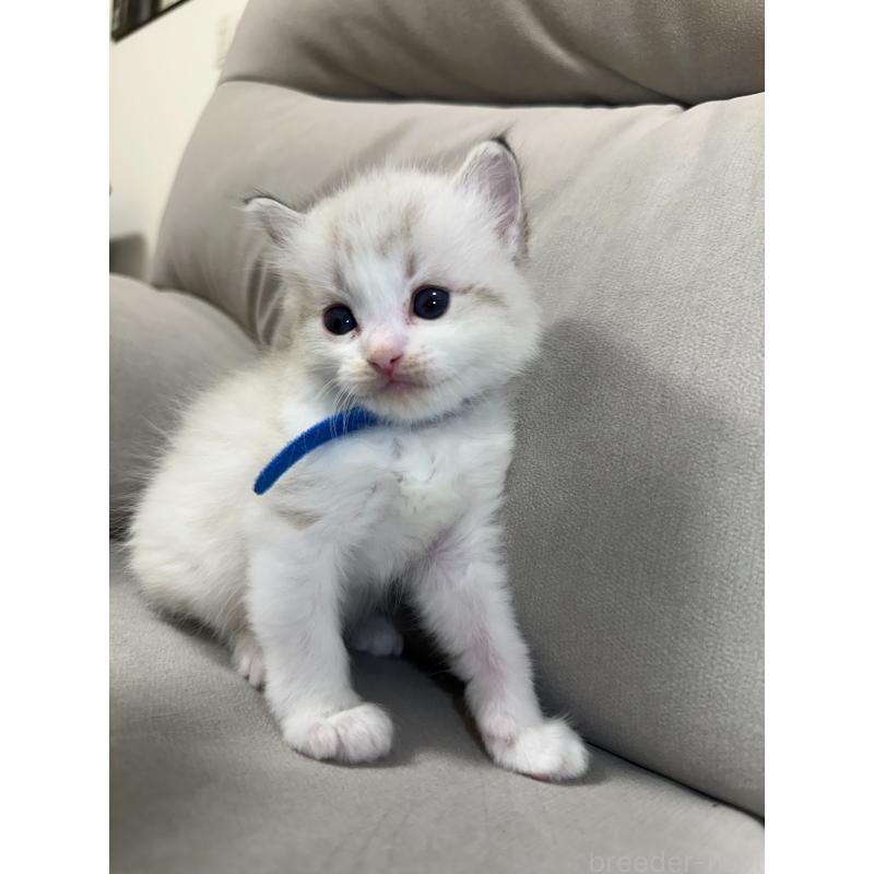 販売中の大阪府のラグドール-134009の11枚目