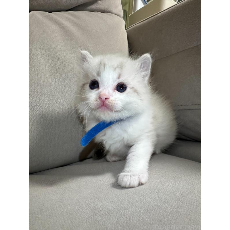 販売中の大阪府のラグドール-134009の10枚目