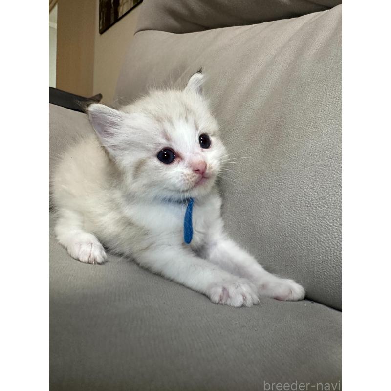 販売中の大阪府のラグドール-134009の9枚目