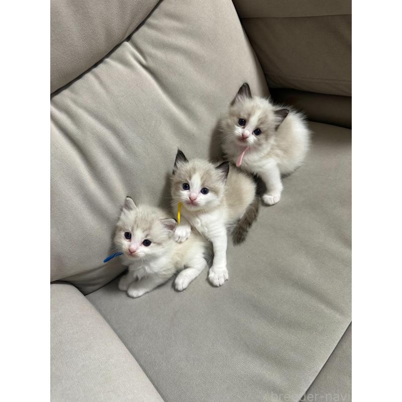 販売中の大阪府のラグドール-134009の8枚目