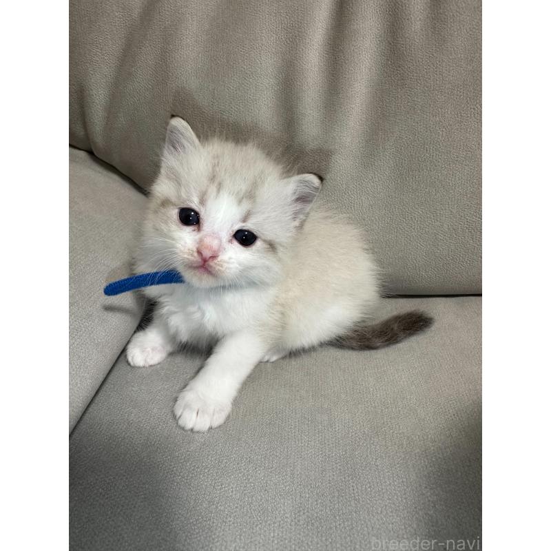 販売中の大阪府のラグドール-134009の7枚目