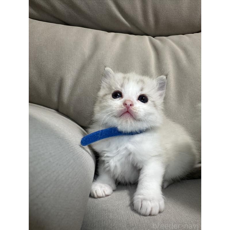 販売中の大阪府のラグドール-134009の6枚目