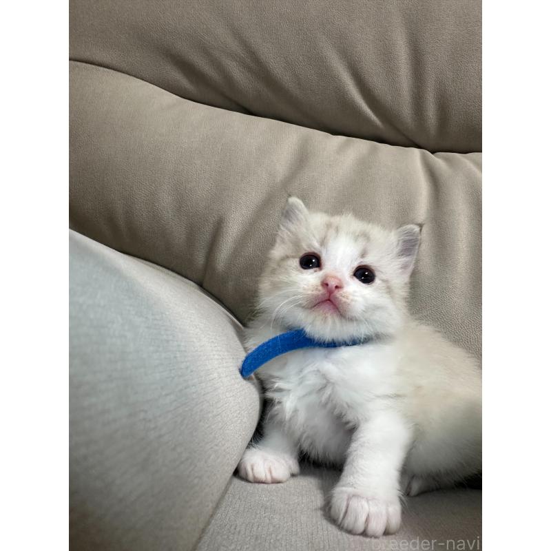 販売中の大阪府のラグドール-134009の5枚目