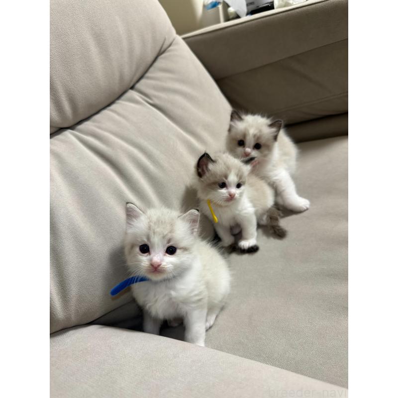 販売中の大阪府のラグドール-134009の4枚目