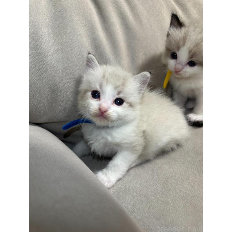 販売中の大阪府のラグドール-134009の3枚目