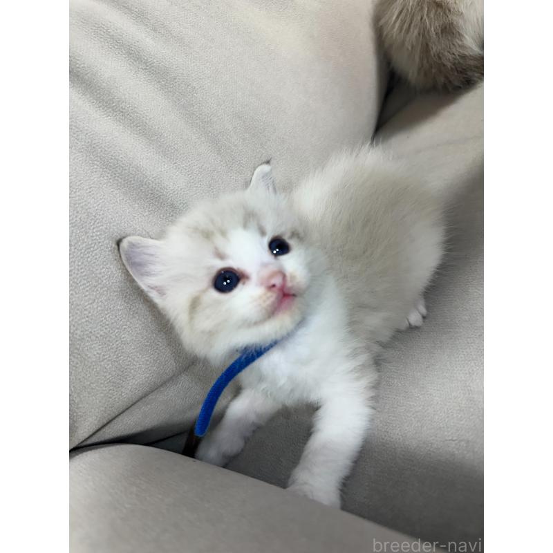 販売中の大阪府のラグドール-134009の2枚目