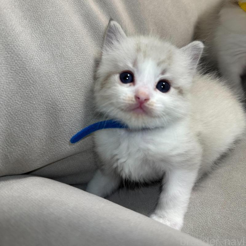 販売中の大阪府のラグドール-134009