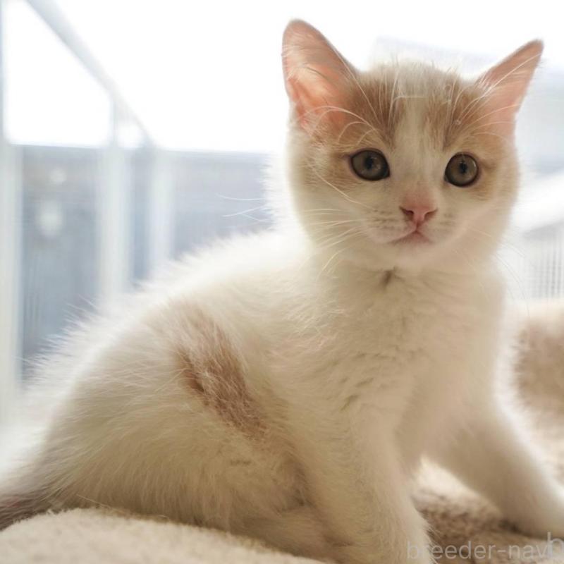 成約済の岐阜県のマンチカン-134010の1枚目