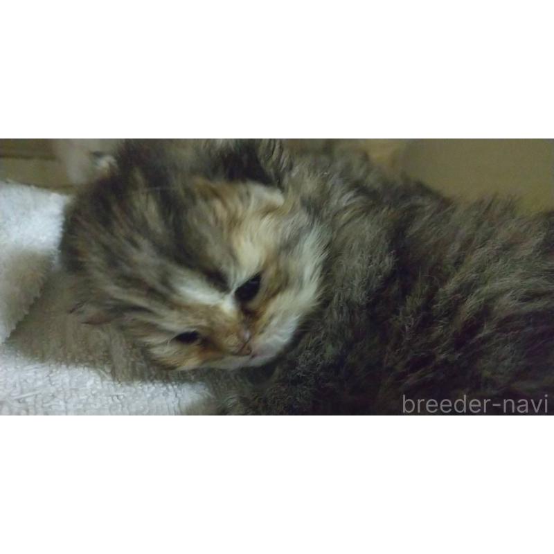 販売中の愛知県のペルシャ(チンチラ)-134013の5枚目