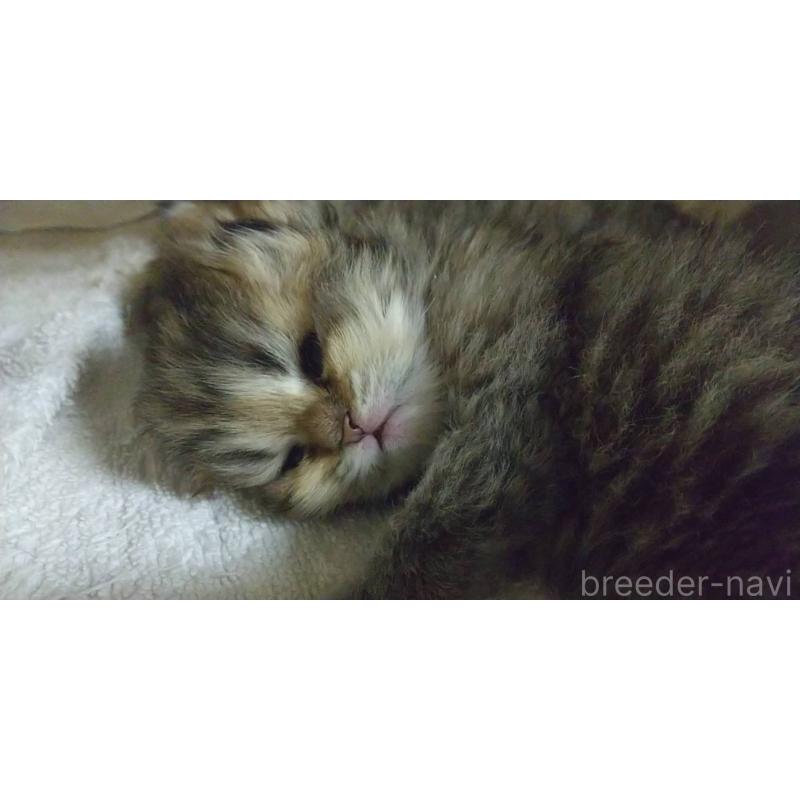 販売中の愛知県のペルシャ(チンチラ)-134013の3枚目