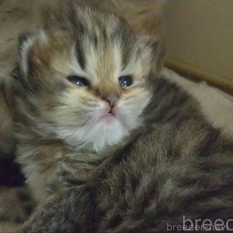 販売中の愛知県のペルシャ(チンチラ)-134013