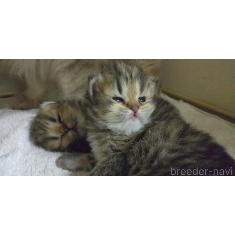 販売中の愛知県のペルシャ(チンチラ)-134013の2枚目