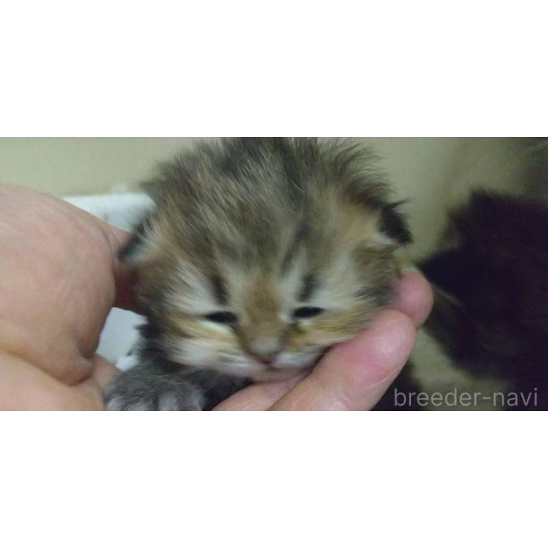 販売中の愛知県のペルシャ(チンチラ)-134014の3枚目