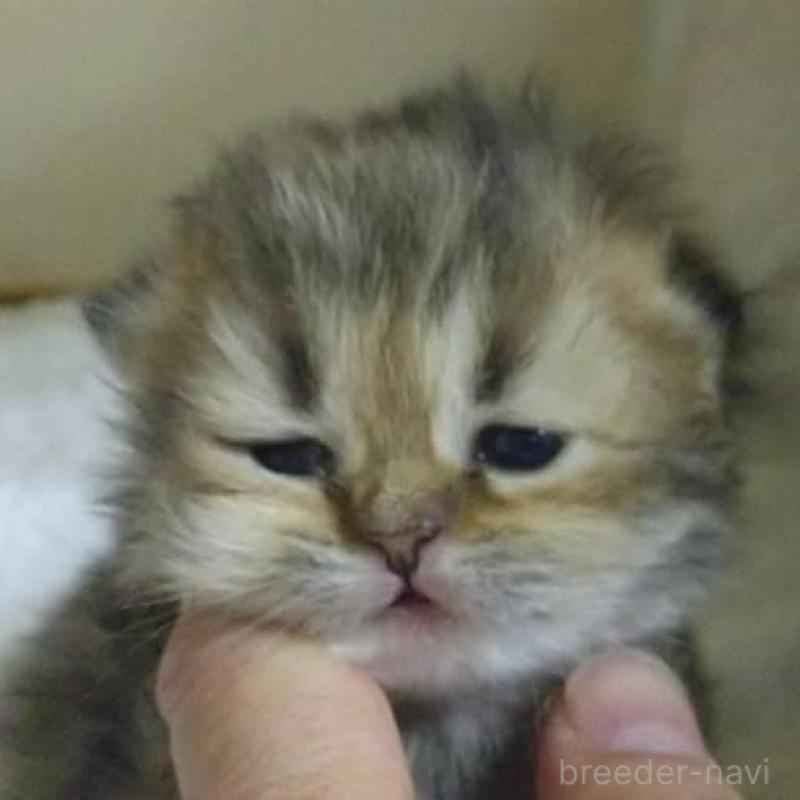 販売中の愛知県のペルシャ(チンチラ)-134014