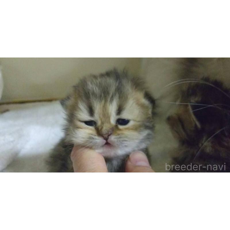 販売中の愛知県のペルシャ(チンチラ)-134014の2枚目