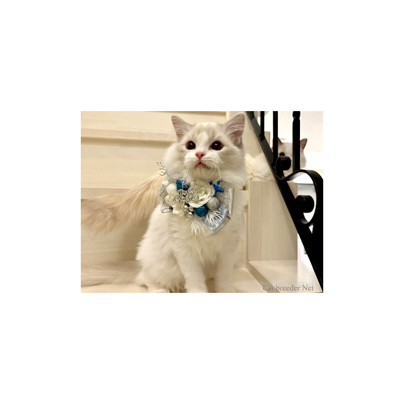 販売中の東京都のラグドール-134015の5枚目