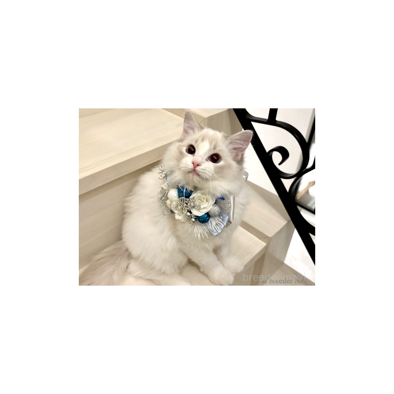 販売中の東京都のラグドール-134015の4枚目