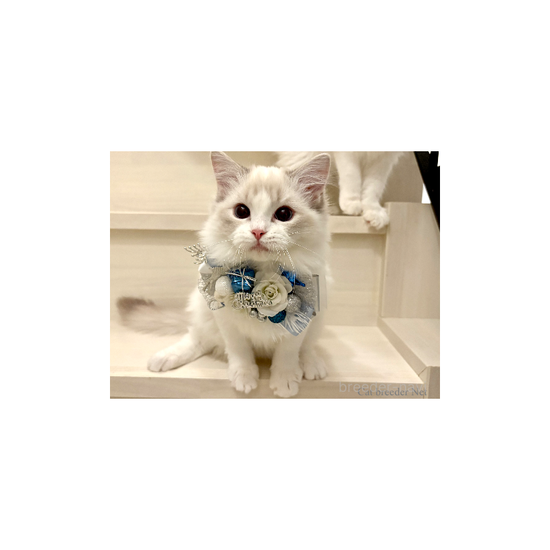 販売中の東京都のラグドール-134015の3枚目