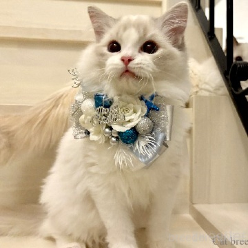 販売中の東京都のラグドール-134015