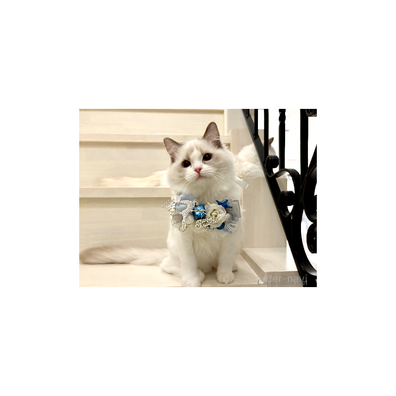 販売中の東京都のラグドール-134016の8枚目