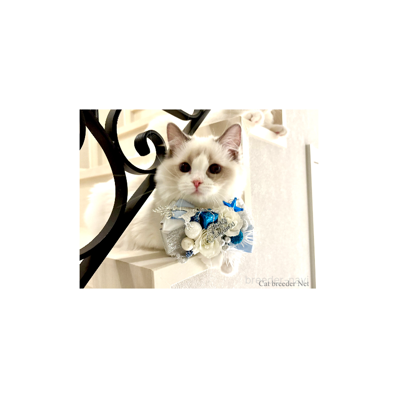 販売中の東京都のラグドール-134016の7枚目