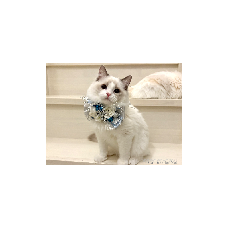 販売中の東京都のラグドール-134016の5枚目