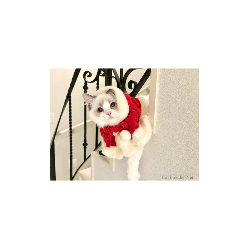 販売中の東京都のラグドール-134016の4枚目