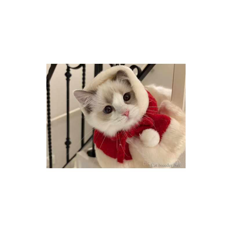 販売中の東京都のラグドール-134016の3枚目