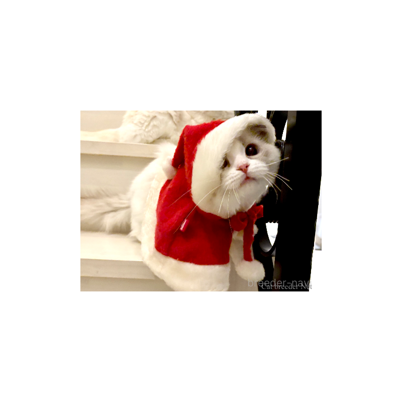 販売中の東京都のラグドール-134016の2枚目