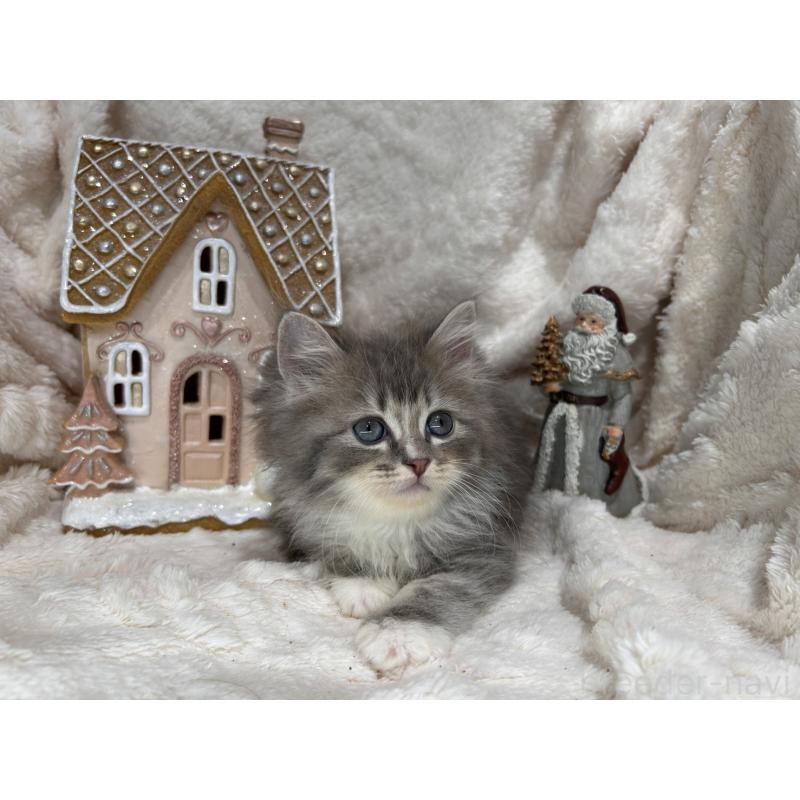 販売中の三重県のラガマフィン-133696の13枚目