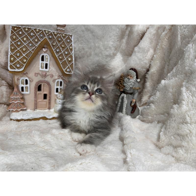 販売中の三重県のラガマフィン-133696の12枚目