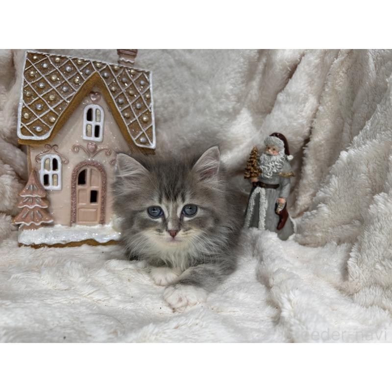 販売中の三重県のラガマフィン-133696の11枚目