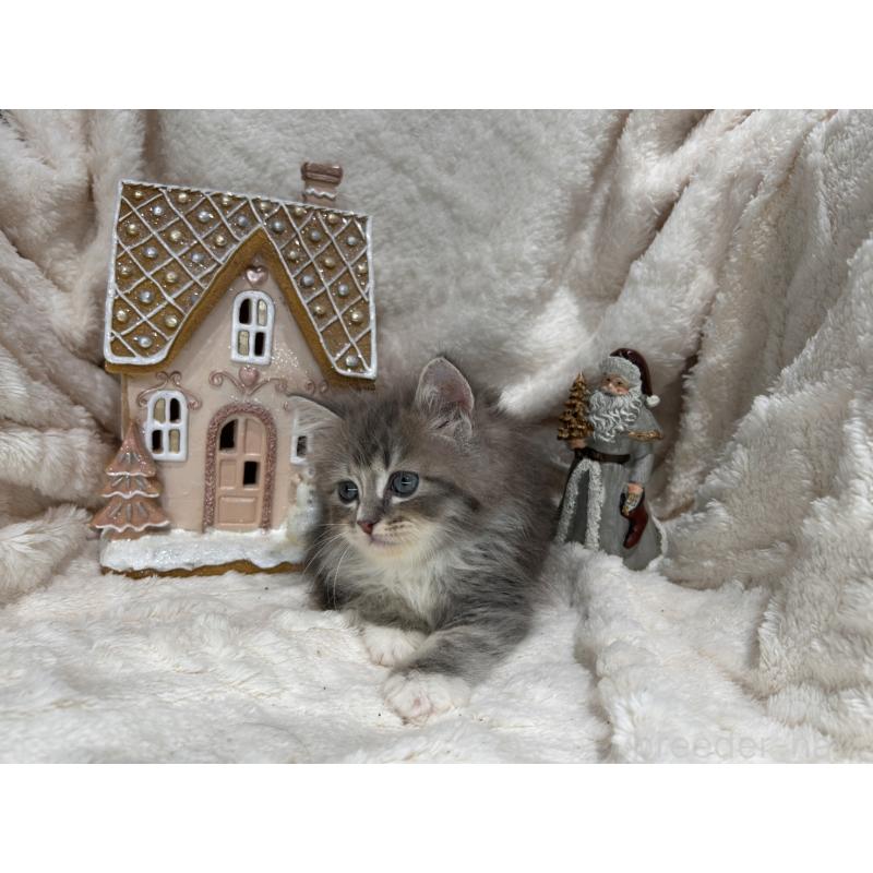 販売中の三重県のラガマフィン-133696の10枚目