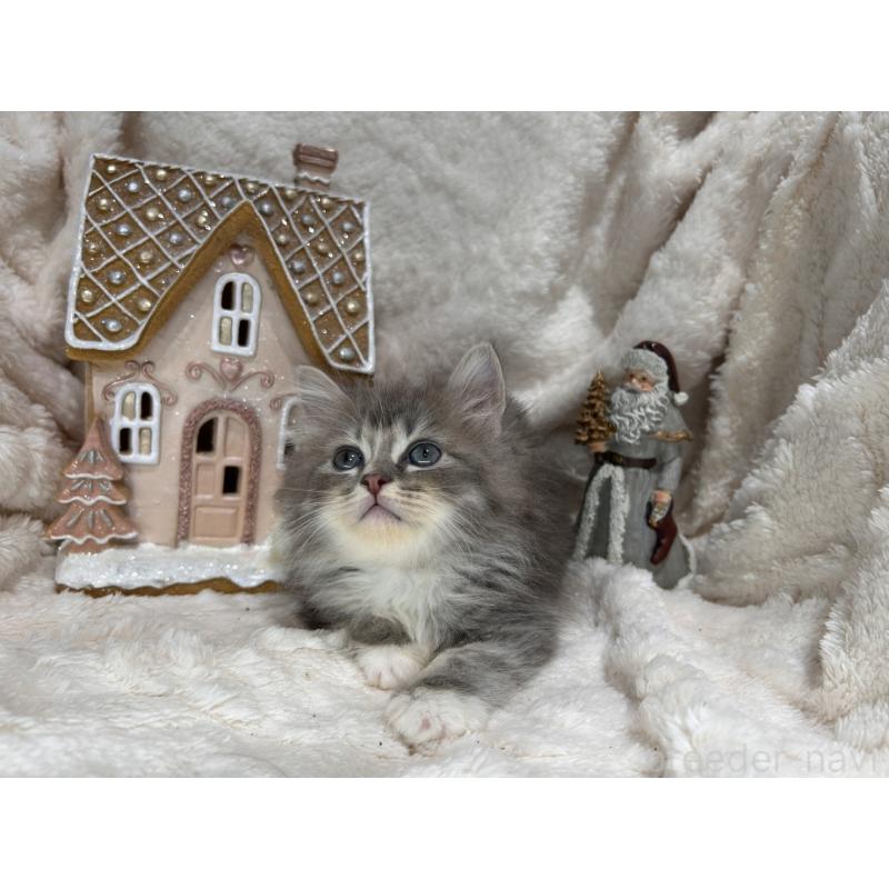 販売中の三重県のラガマフィン-133696の9枚目