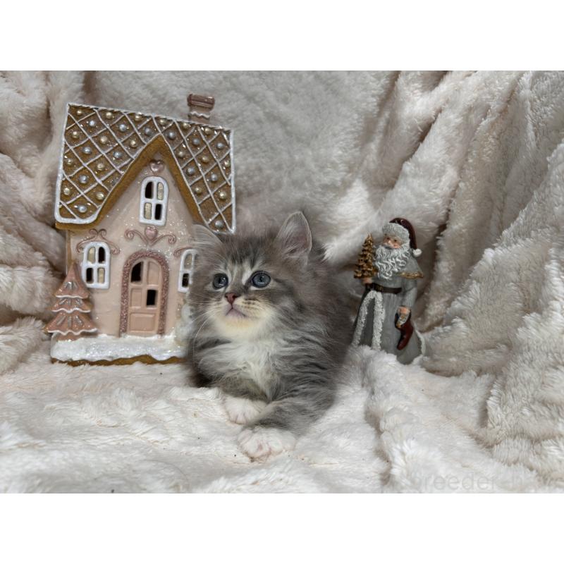 販売中の三重県のラガマフィン-133696の8枚目