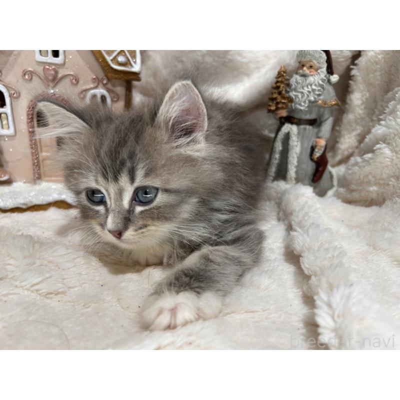 販売中の三重県のラガマフィン-133696の7枚目