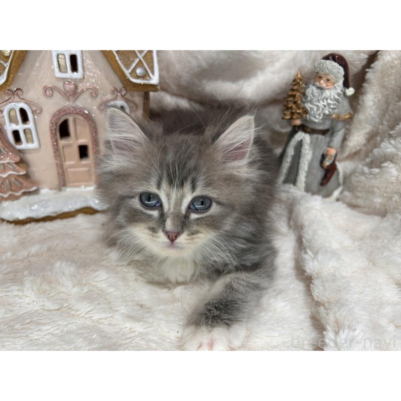 販売中の三重県のラガマフィン-133696の6枚目