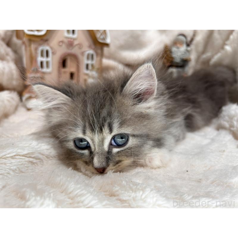 販売中の三重県のラガマフィン-133696の5枚目