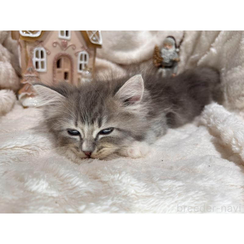 販売中の三重県のラガマフィン-133696の4枚目