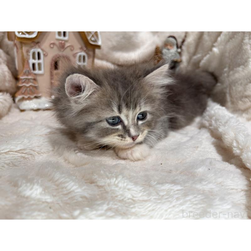 販売中の三重県のラガマフィン-133696の3枚目