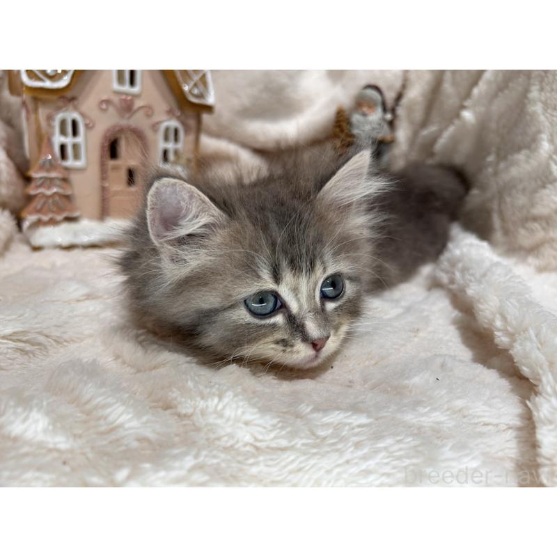 販売中の三重県のラガマフィン-133696の2枚目